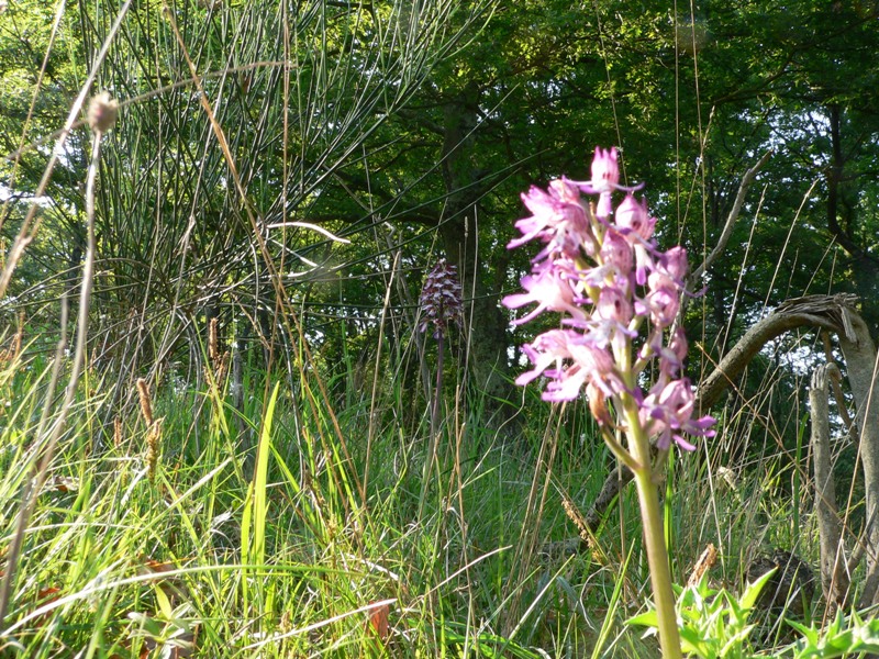 orchis angusticruris (purpurea x simia)